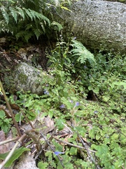 Scutellaria saxatilis