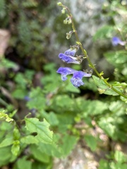 Scutellaria saxatilis