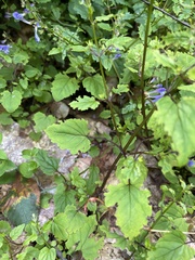 Scutellaria saxatilis