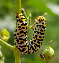 Cucullia scrophulariae