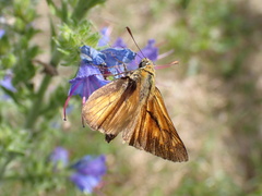 Ochlodes sylvanus