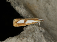 Catoptria pinella