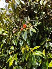 Blakea quadrangularis