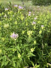 Monarda fistulosa