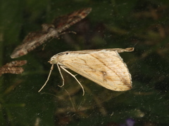 Evergestis forficalis