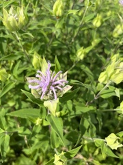 Monarda fistulosa