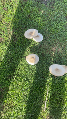 Chlorophyllum molybdites image