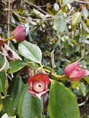 Blakea quadrangularis