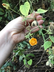Abutilon grandifolium
