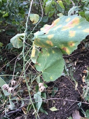 Abutilon grandifolium
