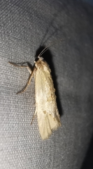 Cochylimorpha meridiana