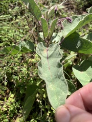 Solanum crebrispinum