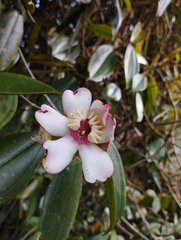 Blakea quadrangularis