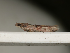 Nephopterix angustella