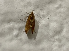Metalampra
