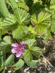 Rubus arcticus stellatus