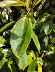 Blakea quadrangularis