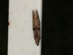 Nephopterix angustella