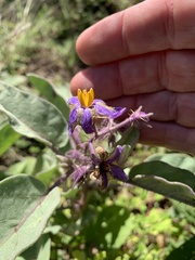 Solanum crebrispinum