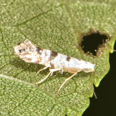Argyresthia thuiella