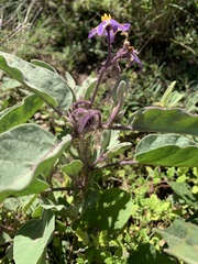 Solanum crebrispinum