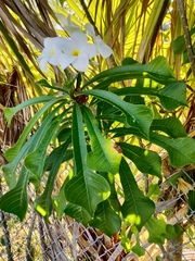 Plumeria pudica
