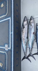 Scomberomorus cavalla