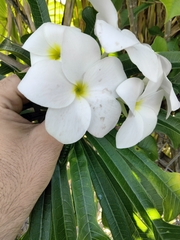 Plumeria pudica