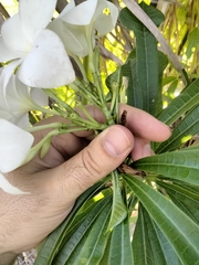 Plumeria pudica