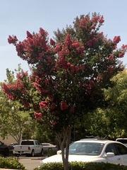 Lagerstroemia indica