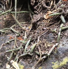 Lepismium lumbricoides