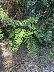 Dysoxylum gaudichaudianum