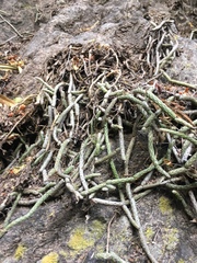 Lepismium lumbricoides