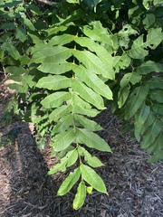 Dysoxylum gaudichaudianum