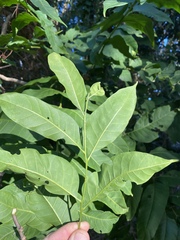 Dysoxylum gaudichaudianum