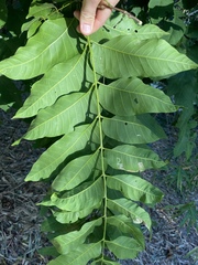 Dysoxylum gaudichaudianum