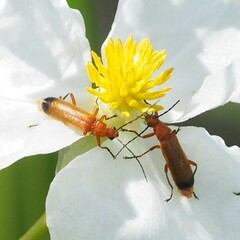 Rhagonycha fulva