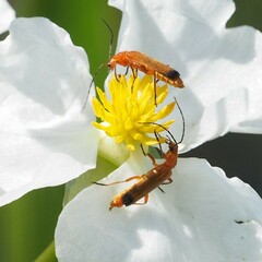 Rhagonycha fulva