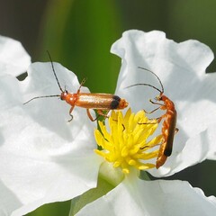Rhagonycha fulva