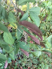 Clerodendrum quadriloculare