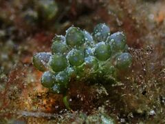 Sacoproteus smaragdinus