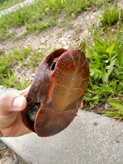 Chrysemys picta bellii