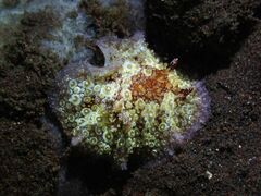 Carminodoris estrelyado