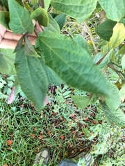 Clerodendrum quadriloculare