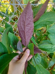 Clerodendrum quadriloculare