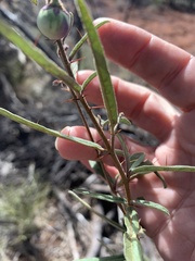 Solanum ferocissimum