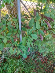 Clerodendrum quadriloculare