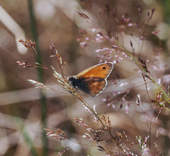 Coenonympha pamphilus