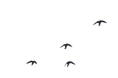 Streptoprocne semicollaris