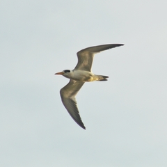Phaetusa